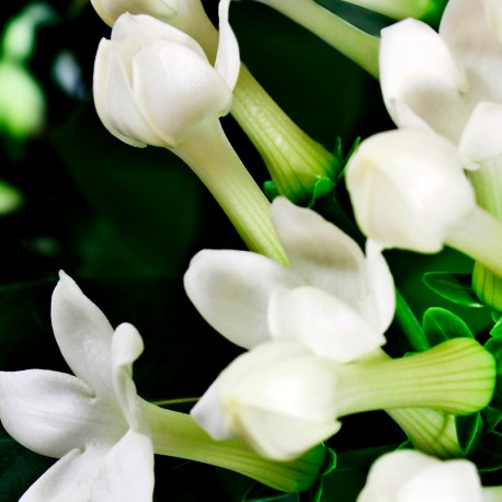 Iris Eau de Parfum de Yodeyma - Imagen 3