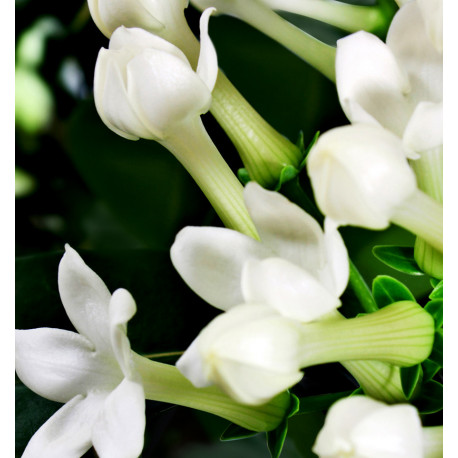 Eau de Parfum For You de Yodeyma - Imagen 3